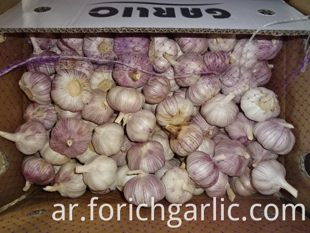 Hybrid Normal White Garlic